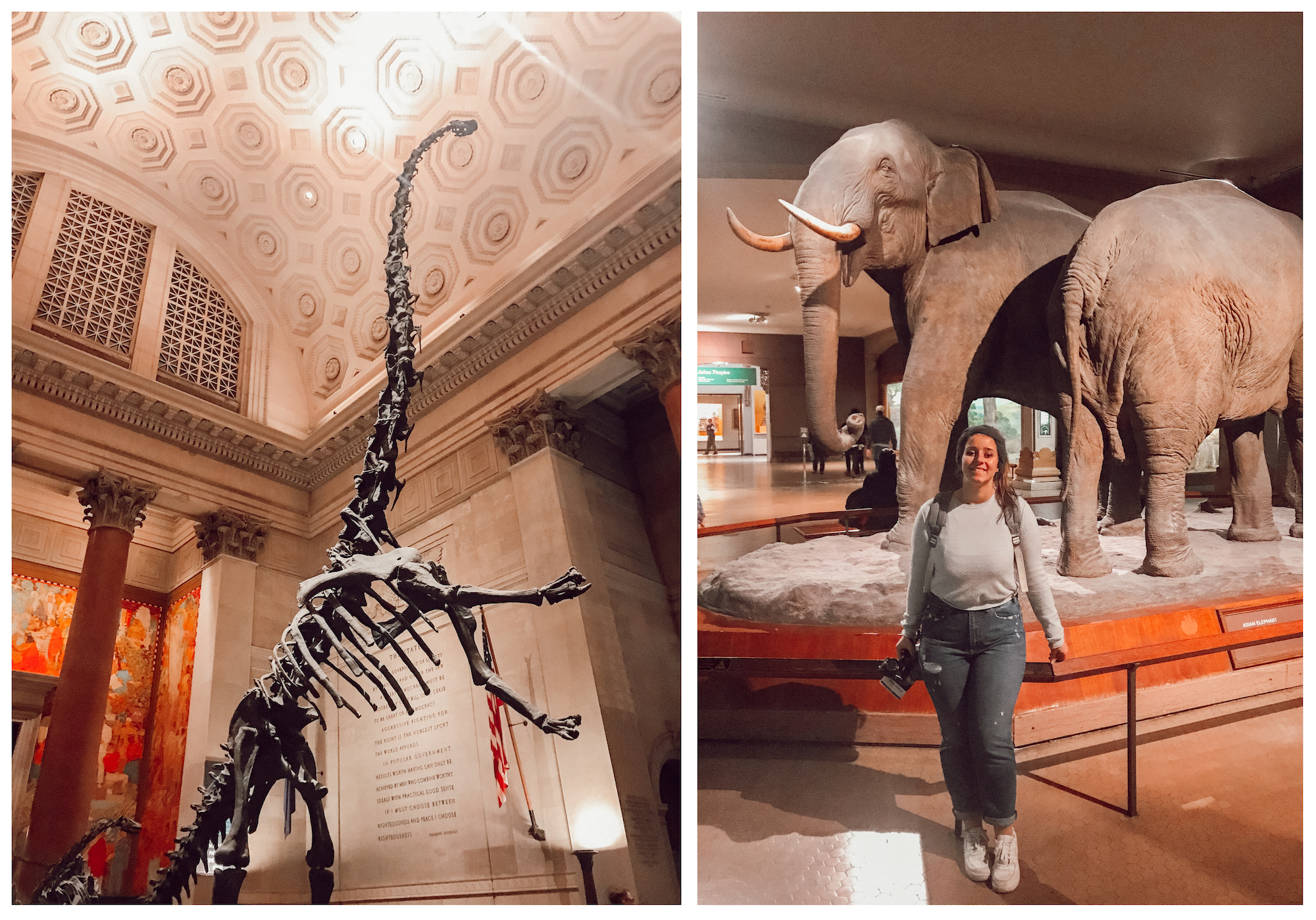 City Guide NYC Musée d'histoire naturelle